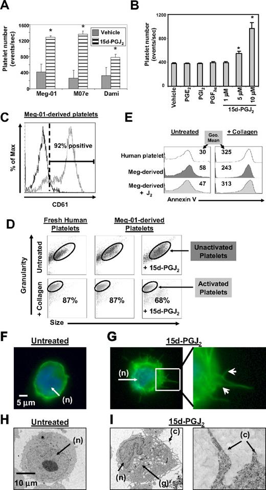 Figure 1. 15d-PGJ2 enhances platelet production from megakaryoblast cell lines. (A) Meg-01, M07e, or Dami cells (106) were treated with 15d-PGJ2 (10 μM) for 24 hours. 15d-PGJ2 increases platelet production in Meg-01, M07e, and Dami cells after 24 hours. (B) Meg-01 (106) cells were treated with prostaglandins for 24 hours. 15d-PGJ2 dose-dependently increased platelet production in Meg-01 cells after 24 hours, unlike PGE2 (10 μM), PGI2 (10 μM), and PGF2α (10 μM). (C) 92% of the Meg-01–derived platelets expressed the platelet surface marker CD61. Isotype control is shown by the left histogram. Results are presented as mean plus or minus SD (P < .05). (D) Forward and side scatter plots showing that platelets produced from untreated and 15d-PGJ2–treated (10 μM for 24 hours). Meg-01 cells mimic freshly isolated human platelets in their ability to undergo shape change with 15 minutes of collagen treatment (10 μg/mL). Eighty-seven percent of human platelets, 87% of Meg-01–derived platelets, and 68% of the platelets produced from 15d-PGJ2–treated Meg-01 cells decreased their size (forward scatter) and increased their granularity (side scatter) in response to collagen. (E) Histogram plots showing that Meg-01–derived platelets are similar to normal human platelets in their ability to undergo annexin V binding in both the presence and absence of collagen. Values are geometric mean fluorescence intensity. (F) Meg-01 cells were untreated or treated with DMSO (vehicle) or 15d-PGJ2 (10 μM) for 2 hours. Phalloidin staining of f-actin fibers shown by fluorescence microscopy in an untreated cell. Note DAPI-stained nucleus (n) and smooth rounded cell surface. (G) Phalloidin staining of f-actin fibers shown by fluorescence microscopy. Left picture shows heavy phalloidin staining of organized f-actin bundles in a cell treated with 10 μM of 15d-PGJ2 for 2 hours. Right picture shows enlarged (×40) section highlighting membrane demarcations. Arrows show heavy phalloidin staining of f-actin bundles. (H) Meg-01 cells were untreated or treated with 10 μM of 15d-PGJ2 for 24 hours. Transmission electron microscopy (TEM) shows an untreated cell; note smooth round nucleus (n) and the absence of granules. (I) Left TEM picture shows a cell treated with 10 μM of 15d-PGJ2 for 24 hours. Note horseshoe-shaped nucleus (n), granule content (g), and cytoplasmic extensions (c). Right picture shows enlarged section highlighting cytoplasmic extensions.