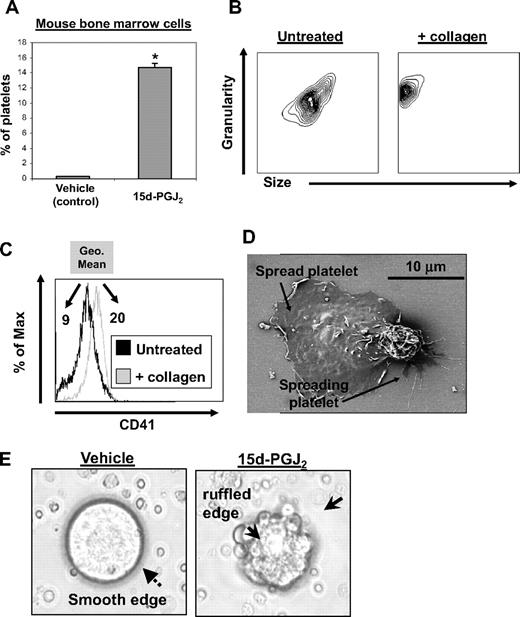 Figure 2. 15d-PGJ2 enhances platelet production from mouse megakaryocytes in vitro. Bone marrow isolated from C57BL/6 mice was cultured for 5 days in the presence of rhTPO. On day 5 of culture, cells were treated with vehicle or 15d-PGJ2 (10 μM) for 24 hours. Cells were photographed in culture and platelet production was analyzed by flow cytometry. (A) Shown are the percentage of total cells from bone marrow cultures that are CD61+ platelets. Bone marrow cultures that were treated with either vehicle or 15d-PGJ2. Results are presented as mean plus or minus SD (P < .01). (B) Platelets were isolated from other cells in culture by gradient centrifugation from mouse bone marrow cultures treated with 15d-PGJ2. Left plot shows the forward and side scatter of untreated platelets. Right plot shows the forward and side scatter of platelets treated with collagen (10 μg/mL for 15 minutes). Note the decrease in size and increase in granularity. (C) Histogram showing the up-regulation of surface CD41 with collagen treatment. Values are a measure of geometric mean fluorescence intensity. (D) Scanning electron microscopy showing 2 culture-derived mouse platelets spread on a fibrinogen-coated slide. (E) Left picture shows microscopy of a mouse megakaryocyte cultured in the absence of 15d-PGJ2. Note the smooth surface. Right picture shows microscopy of a mouse megakaryocyte cultured in the presence of 15d-PGJ2. Note the ruffled surface, characteristic of morphologic changes that promote proplatelet formation.