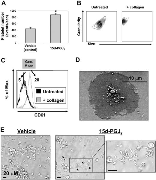 Figure 3. Megakaryocytes generated from human CD34+ cells in vitro exhibit increased platelet production with 15d-PGJ2 treatment. Generating megakaryocytes and platelets from human cord blood–derived CD34+ cells in vitro. CD34+ cells cultured in the presence of rhTPO for 14 days are 92% positive for CD61 (data not shown). CD61 expressing cells generated from cord blood were treated with vehicle or 15d-PGJ2 (10 μM) for 24 hours, and cells were photographed in culture and platelet production was analyzed by flow cytometry. (A) Bar graph showing that 15d-PGJ2 increases the number of platelets derived from primary human megakaryocytes. Results are presented as mean plus or minus SD (P < .01). (B) Platelets were isolated by gradient centrifugation from CD61+ cell cultures treated with 15d-PGJ2. Left plot shows the forward and side scatter of untreated platelets. Right plot shows the forward and side scatter of platelets treated with collagen (10 μg/mL for 15 minutes). Note the decrease in size and increase in granularity. (C) Histogram showing the up-regulation of surface CD61 with collagen treatment. Values are a measure of geometric mean fluorescence intensity. (D) SEM showing a culture-derived human platelet spread on a fibrinogen-coated slide. (E) Left picture shows microscopy of a human megakaryocyte cultured in the absence of 15d-PGJ2. Middle picture shows microscopy of a human megakaryocyte cultured in the presence of 15d-PGJ2. Arrows indicate proplatelets. Far right picture shows magnification of proplatelet extensions.