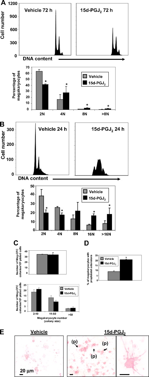 Figure 6. 15d-PGJ2 augments DNA content and enhances proplatelet formation. (A) Meg-01 cells were treated with vehicle or 15d-PGJ2 (10 μM) for 24, 48, or 72 hours. Left histogram shows vehicle-treated Meg-01 cells (72 hours). Right histogram shows 15d-PGJ2–treated Meg-01 cells (72 hours). Bar graph demonstrates that by 72 hours Meg-01 cells in the presence of 15d-PGJ2 exhibit higher DNA contents compared with Meg-01 cells in the presence of vehicle. Results are presented as mean plus or minus SD (P < .05). (B) Primary mouse megakaryocytes were treated with vehicle or 15d-PGJ2 (10 μM) for 24 hours. Left histogram shows vehicle-treated cells (24 hours). Right histogram shows 15d-PGJ2–treated cells (24 hours). Bar graph demonstrates that by 24 hours, cells in the presence of 15d-PGJ2 exhibit higher DNA content compared with cells in the presence of vehicle. Results are presented as mean plus or minus SD (P < .05). (C) Left bar graph shows the number of Meg-CFC colonies. Right bar graph shows the size of Meg-CFC colonies. Results are presented as mean plus or minus SD (P < .05). (D) Bar graph showing the percentage of megakaryocytes exhibiting proplatelet extensions. Results are presented as mean plus or minus SD (P < .05). (E) Immunohistochemical GP1bβ and GPV staining of megakaryocyte progenitor-derived colonies. Left picture shows colonies grown from bone marrow of vehicle-treated mice. Middle picture shows colonies grown from bone marrow of 15d-PGJ2–treated mice. Note proplatelet extensions (p). Far right picture shows a magnification of the proplatelet extensions.