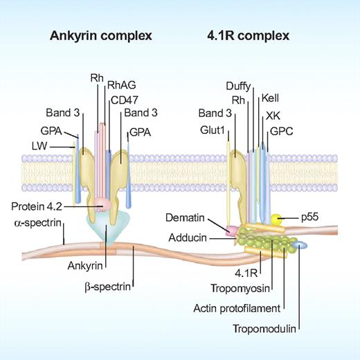 Figure 2. A schematic representation of red cell membrane. The membrane is a composite structure in which a plasma membrane envelope composed of amphiphilic lipid molecules is anchored to a 2-dimensional elastic network of skeletal proteins through tethering sites (transmembrane proteins) embedded in the lipid bilayer. Illustration by Paulette Dennis.