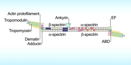 Figure 3. The horizontal linkages between spectrin-spectrin dimers and between spectrin, actin, and protein 4.1R in the junctional complex in the spectrin-based membrane skeleton. The repeats of α-spectrin are colored gray while those of β-spectrin are colored light green. The single helical repeat at N-terminus of α-spectrin of 1 dimer interacts with the 2 helical repeat at C-terminus of β-spectrin of the second dimer to constitute spectrin dimer-dimer interaction indicated in pink. The PS binding spectrin repeats are colored in dark blue while repeats with low thermal stability (Tm < 37°C) are shown in red. The various components of the junctional complex at the end of spectrin dimer are also shown. EF hands at C-terminus of α-spectrin and the actin-binding domain (ABD) at N-terminus of β-spectrin are also indicated. Illustration by Paulette Dennis.