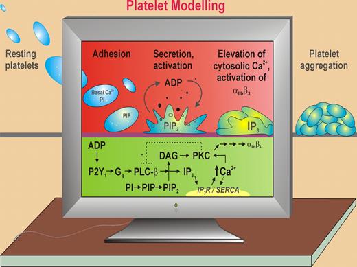 ADP-dependent platelet activation. Purvis et al use a computational model of the human platelet based on published kinetic data, electrochemical calculations, details of platelet ultrastructure, single cell analysis, and new data to predict temporal changes in intracellular Ca2+ levels, PI metabolites, and other ultrastructural parameters in response to ADP-dependent signaling through the purinergic Gq-coupled receptor, P2Y1. In thrombus formation, initial adhesion of circulating resting platelets to the vessel wall triggers platelet activation and secretion of ADP that acts in an autocrine fashion to induce shape change, cytoskeletal rearrangements, elevation of Ca2+, and αIIbβ3-dependent platelet aggregation. ADP binding to P2Y1 leads to down-stream activation of phospholipase C-β2 (PLC-β), generation of DAG (that activates PKC) and inositol trisphosphate (IP3), and elevation of cytosolic Ca2+ mediating platelet shape change and reversible platelet aggregation. Ca2+ levels are regulated by IP3 receptor (IP3R) channels, which release Ca2+ from the DTS and by a sarcoplasmic/endoplasmic reticulum Ca2+ ATPase (SERCA), which uptakes Ca2+. PKC phosphorylates/negatively regulates PLC-β. ADP binding P2Y12 (Gi-coupled) leads to decreased adenyl cyclase/cAMP and consolidates αIIbβ3-dependent platelet aggregation (not shown).