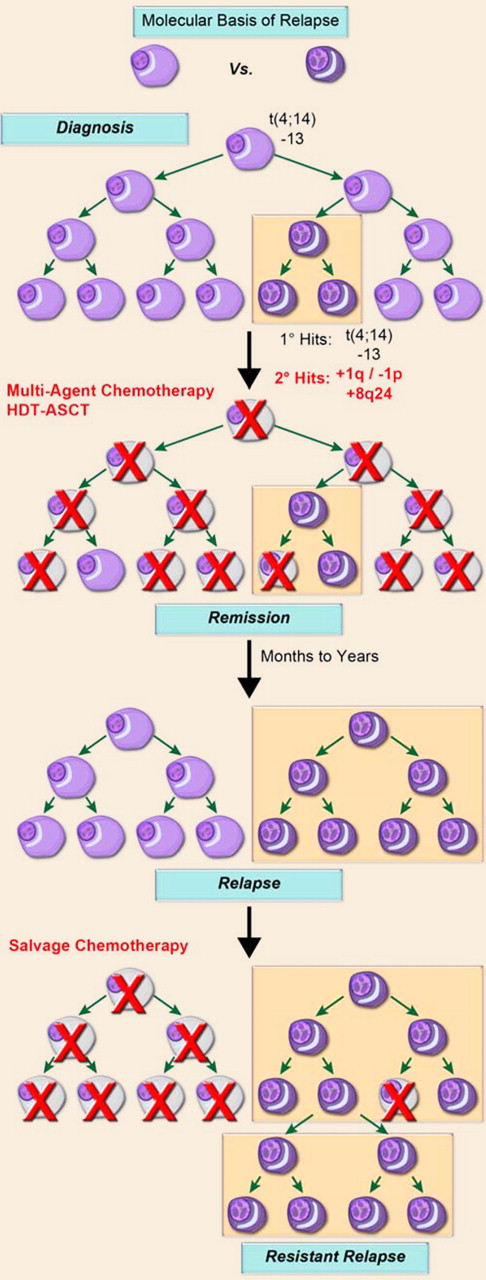 A model of disease progression. Multiple myeloma is characterized by the clonal expansion of malignant plasma cells driven by initiating genetic events, such as oncogene activating translocations, for example, t(4;14), hyperdiploidy, deletion of chromosome 13, and deletion of 17p13. During subclinical growth, an inherent genomic instability characteristic of these terminally differentiated cells leads to secondary genetic events, such as gains of chromosome 1q and deletion of 1p as well as gains of 8q24, that provide a growth and/or survival advantage to a subpopulation of cells. A gene expression–based signature, reflective of a minimum proportion of cells with these secondary lesions, can define high-risk disease. Following therapy, such as stem-cell supported high-dose melphalan, a sizeable portion of patients achieve complete remission that can be monitored by MFC. Toward relapse, both the percentage of tumor cells with gains of chromosome 1q and molecular risk score invariably increase. These data suggest that a subpopulation of high-risk cells survives therapy and eventually contributes to progressively resistant relapses. The use of MFC to measure MRD, as reported by Paiva et al, appears well suited for the identification of cell-surface marker(s) discriminating tumor subpopulations, exhibiting differential cytoreduction and regrowth kinetics, with significant impact on the clinical management of the disease.