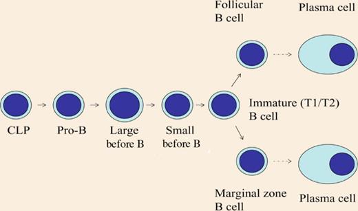 Differentiation of B cells. CLP indicates common lymphoid progenitor. WASp is most important in the more mature B-cell subpopulations.