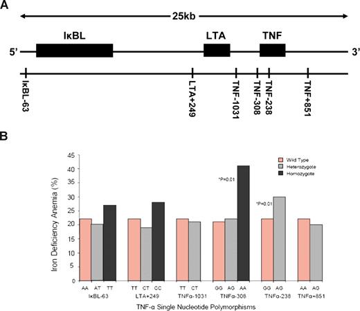 (A). The TNF gene locus showing SNPs spanning a 25kb region across the IκBL, LTA, and TNF loci. (B) Percentage of children with iron deficiency anemia at the end of the malaria season grouped by TNF single nucleotide polymorphisms. See complete figure in the article beginning on page 4276.