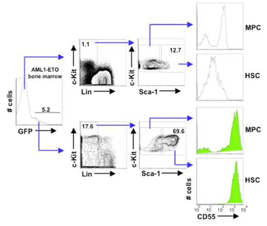 Figure 1. CD55 expression distinguishes normal HSC from HSC with the AML1-ETO translocation. Bone marrow cells were isolated from an animal that was transplanted with cells expressing AML1-ETO and the green fluorescent protein (GFP) from a retroviral vector. Cells were stained for the HSC/progenitor cell phenotype (KLS) as well as for CD55. Cells that expressed AML1-ETO are shown below as GFP+ gated cells. Note that cells that express AML1-ETO express CD55 at approximately 100-fold greater levels on the cell-surface than GFP-negative (AML1-ETO-negative) bone marrow cells. MPC=myeloid progenitor cells of the phenotype c-Kit+ Lin− Sea-1− cells. HSC are defined c-Kit+ Lin− Sca-1+ cells.