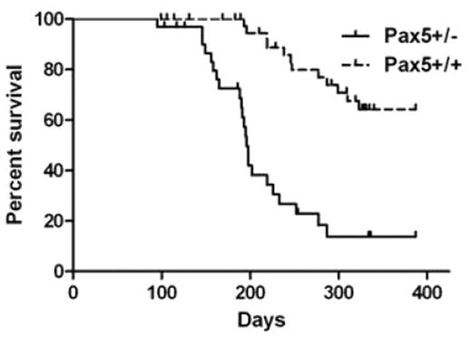 Fig. 2. B-cell tumors in MoMuLV infected mice