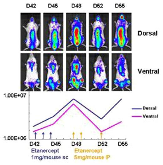 Fig. 2. In vivo imaging of NF-κB activity in Sup-B15 cells treated with Etanercept