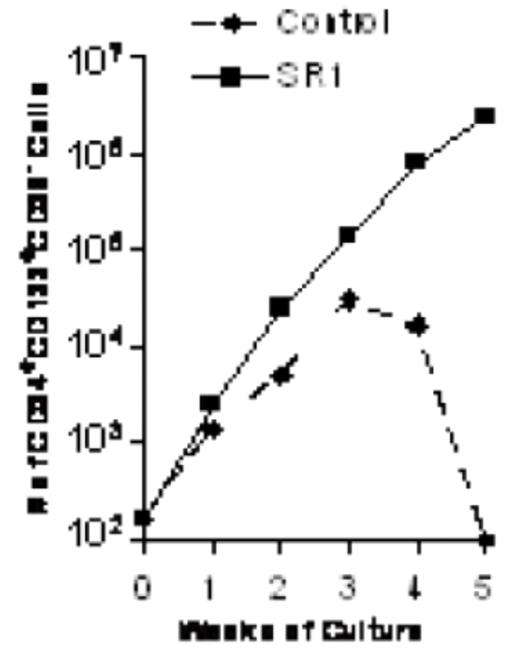 Fig. 1. SR promotes sustained expansion of CB CD34 133+ CD38− cells
