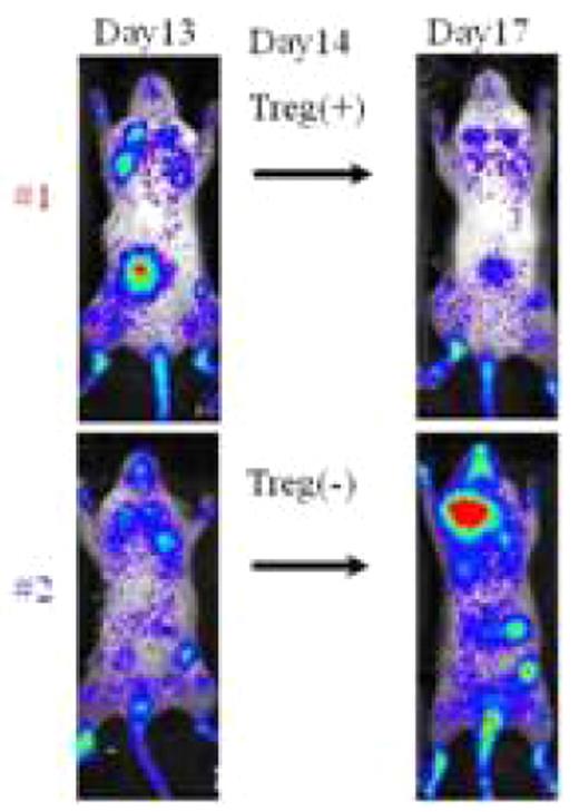 Figure 2. Xenogeneic GVHD diminished by expanded Treg.