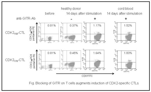 Fig. Blocking of GITR on T cells augments induction of CDK2-specific CTLs