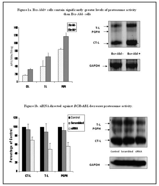 Figure 1a. Bcr-Abl+ cells contain significantly greater levels of proteasome activity than Bcr-Abl cells . / siRNA directed against BCR-ABL decreases proteasome activity.
