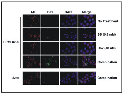 Figure 2:. Differential activation of Bax and AIF release by HDACi-doxorubicin in MM cells