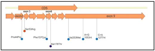 Figure 1. Location of mutation found in 4 cases of congenital type I methemoglobinemia.