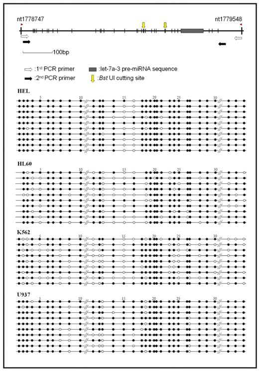 Figure 1. let-7a-3 methylation status in 33 CpG sites of promoter region in four myeloid cell lines, HEL, HL60, K562 and U937. The nucleotide numbering are according to the DNA sequence from NT_011523.