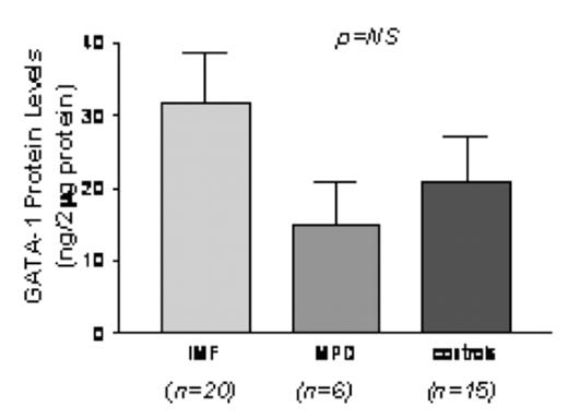 Fig 1. GATA-1 Protein levels in CD61+ cells Cultured from Patients with IMF & Others