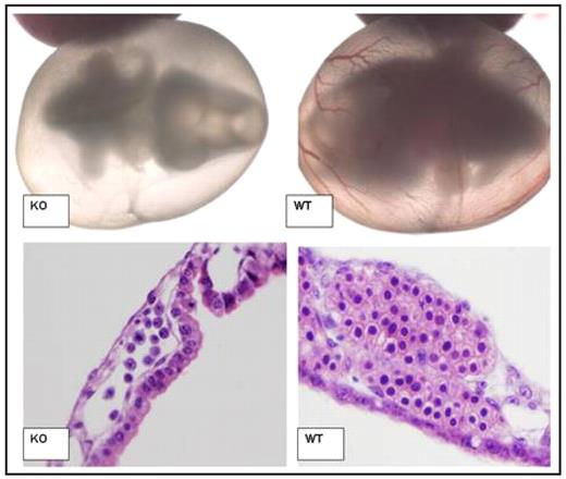 Figure. SEQ Figure \* ARABIC 1: Impaired Blood Development of ABCme deficient embryos