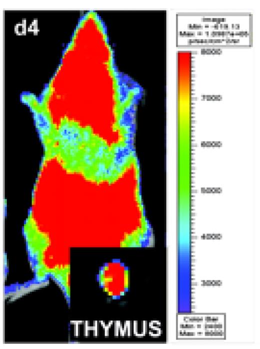 Fig 1. BLI demonstrate a distinct distribution pattern for alloreactive donor T cells in allogeneic BMT recipients, Allogeneic Balb/c recipients show a strong signal on day 4 post-transparent after transfer of 10×108 luc+ splenocytes as measured by total body photon emission. Ex vivo imaging confirms the infiltration of luc+ splenocytes to the thymus.