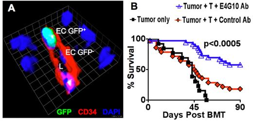 Fig. 1. (A) EPCs are incorporated in neo-vasculature during GVHD. Sorted B6 GFP+EPCs (20,000), B6 GFP-BM and GFP-T cells were transferred at the day of BMT. GFP+EPC derived GFP+ECs are surrounding the luminal (L) space in neo-vasculature of the inflamed colon at day +14 after allo-BMT. (B) Depletion of EPCs leads to improved survival of tumor bearing allo-BMT recipients with GVHD due to simultaneous beneficial effects on inflammation and tumor growth. Lethally irradiated recipients were transplanted with 5×106 donor BM cells, 2.5×105 donor T cells, challenged intravenously with A20 lymphoma at day 0 and treated with 1 mg E4G10 or control antibody i.p. at days 0,2,4,6,8 and 10 after allo-BMT, combined data of 3 experiments are showm, n=28–33 per group.