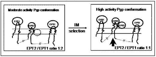 FIGURE 1:. The proposed model of topological folding of Pgp in relation to activity.