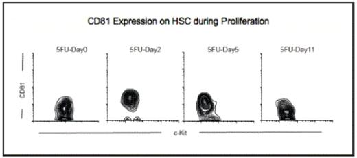 Figure 1. CD81 expression is upregulated at the time when HSCs (SPKLS) are proliferating in response to 5FU stimulation, a chemotheraputic agent that induces HSC to proliferate. The expression of CD81 is found at a background level in quiescent stages (5FU-Day0 and 5FU-Day11), and is upregulated during proliferation stages (starting 5FU-Day2)