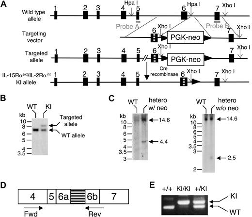Figure 2. Generation of the IL-15Rαext/IL-2Rαint KI mice. (A) Schematics showing the gene structure of IL-15Rα, targeting construct, targeted allele after homologous recombination, and the KI allele after deletion of the neo cassette by Cre recombinase. ■ represents exons, and the hatched box in exon 6 indicates the insertion of the coding sequence of IL-2Rα intracellular domain. (B) ES cells containing the KI allele. Genomic DNA from the ES cells was digested with HpaI and Southern-blotted with probe A indicated in panel A. (C) After homologous recombination, an XhoI site was inserted 5′ to the first LoxP site. Southern blotting with probe B after XhoI digestion exhibited a band of 14.6 kb in the WT allele, a 4.4-kb band in the KI allele after homologous recombination, and a 2.5-kb band in the KI allele after excision of the neo cassette by Cre recombinase. (D) Schematic of partial structure of IL-15Rα cDNA. The numbers represent the corresponding exon numbers in the genome. 6a and 6b are from exon 6 but separated by the insertion, which is indicated by a hatched box. The location of forward (Fwd) and reverse (Rev) primers used to amplify the IL-15Rα cDNA is shown. (E). Total RNA was isolated from total splenocytes, reverse-transcribed, and amplified with primers as in panel D.