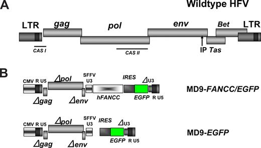 Figure 1. Structure of the WT foamyviral genome and the recombinant vectors. (A) Schematic representation of the prototype (formerly human) foamyviral genome with the viral genes gag, pol, env, Tas, and Bet. IP is the internal promoter for the expression of Tas. CAS I and II depict the discontinuous packaging signal residing in the cis-acting sequences I and II. (B) Structures of the recombinant FV self-inactivating vectors MD9-FANCC/EGFP and MD9-EGFP with deletions in gag, pol, env, and the U3 region of the 3′ LTR. SFFV U3 is the promoter of the spleen focus-forming virus U3 region driving the human FANCC and the EGFP cDNAs.