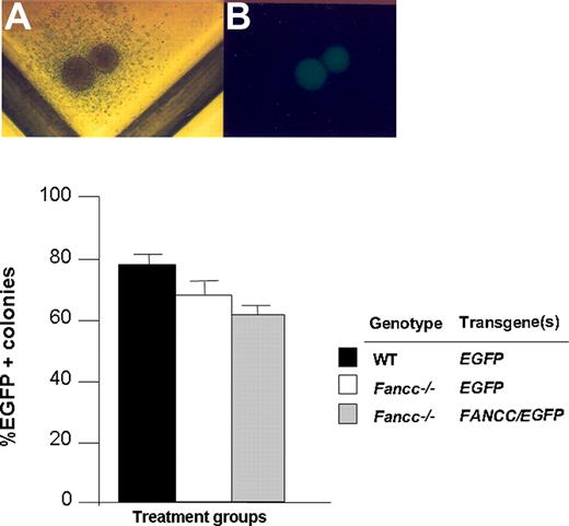 Figure 2. Transduction of WT and Fancc−/− CD117+ cells with FV vectors. (A,B) Light and dark field microscopy of a transduced EGFP-positive progenitor. (C) Transduction efficiency of progenitors cultured from CD117+ Fancc−/− and WT cells following FV transduction with the indicated constructs. Data shown are mean transduction efficiency and error bars represent standard error of the mean of 3 replicate dishes. The number of colonies ranged from 90 to 120 per dish. Data are representative of 4 independent experiments with similar results.