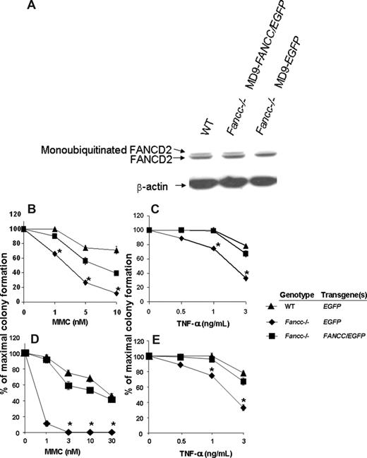 Figure 3. Biochemical and functional correction of FA-C cells. (A) FANCC-deficient or unaffected human fibroblasts were transduced with foamyviral vectors encoding either the reporter gene only or MD9-FANCC/EGFP. Forty-eight hours following transduction, the cells were treated with IR (10 gray) and 3 hours later protein extracts were collected. Protein extract (20 μg) was analyzed by Western blot for monoubiquitinated FANCD2. (B-E) Clonogenic progenitor cell growth in the presence of increasing concentrations of MMC (B,D) or TNF-α (C,E). (B,C) Triplicate cultures of transduced c-kit+ cells were cultured immediately after transduction. (D,E) Six months following transplantation, transduced bone marrow cells from each experimental group were analyzed in triplicate cultures (WT-MD9-EGFP, n = 3; Fancc−/−-MD9-EGFP, n = 3; Fancc−/−-MD9-FANCC/EGFP, n = 5). Data reflect the mean and standard error of the mean (SEM) of all recipients examined in each experimental group. *P < .05 comparing Fancc−/− EGFP to the other experimental groups.