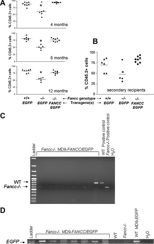 Figure 4. Donor chimerism of mice that received a transplant of transduced test cells in competitive repopulation assays. Peripheral blood donor chimerism was determined by flow cytometry after staining with antibodies against CD45.1 and CD45.2. (A) Donor chimerism of individual mice in the first cohort over a time period of 12 months. The mean donor chimerism of mice that received a transplant of mock-transduced Fancc−/− control cells was significantly lower than that of mock-transduced WT control or MD9-FANCC/EGFP–transduced Fancc−/− cells (*P < .05). (B) Peripheral blood cell chimerism of recipient in secondary transplants receiving transduced cells from the second cohort 6 months after the initial transplantation. (C,D) Analysis of genotype and transduction efficiency of myeloid progenitors. CD45.2+ BM cells were sorted and cultured in semisolid medium to grow myeloid progenitors. DNA from individual colonies was isolated and amplified to detect the genotype (C) and presence of the provirus (D). Representative gels of the amplified PCR products are shown. The test cell genotype and the provirus used are indicated.