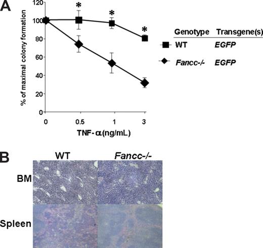 Figure 5. TNF-α hypersensitivity is maintained in primary recipients of mock-transduced Fancc−/− stem cells 6 months after transplantation. (A) Low-density mononuclear cells from Fancc−/− MD9-EGFP (n = 6) and WT-MD9-EGFP (n = 5) recipients were cultured in clonogenic assays in triplicate to determine their respective sensitivity to TNF-α at 12 months following transplantation. The number of colonies ranged from 80 to 120 per dish. The genotypes are indicated. Data represent the mean and standard error of the mean growth of all recipients in each respective group. *P < .05 and statistical significance between the 2 experimental groups. (B) Representative histologic analysis of BM and spleen of a recipient reconstituted with Fancc−/− or WT test cells previously transduced with MD9-EGFP.