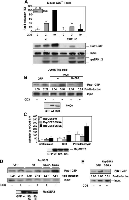 Figure 4. Rap1 activation is a novel PKC-θ effector function. (A) To analyze the role of PKC-θ in CD3-induced Rap1 activation, wt and PKC-θ–KO CD3+ T cells were subjected to a Rap1 GTP pull-down assay. As a result, PKC-θ–deficient CD3+ T cells did demonstrate a severe Rap1 activation defect. As reported,32 CD3-induced MAPK activation, via detection of dually phosphorylated ERK1/2, was intact, validating our activation protocol of PKC-θ-KO T cells. (B) Transient transfection of Jurkat T cells with wt PKC-θ or kinase-dead PKC-θ K409R mutant cDNA. Vertical lines have been inserted to indicate a repositioned gel lane. Equal expression levels of the transfected wt and K409R mutant PKC-θ were confirmed by immunoblotting (inset). To analyze the modulation of LFA-1 avidity (C) and Rap1 activation (D) by RapGEF2 phosphorylation at Ser960, Jurkat T cells were transiently transfected with 10 μg RapGEF2 SS959/960AA or SS959/960EE mutant cDNA expression vector or with GFP control, as indicated. Transfected Jurkat T cells were left unstimulated or were stimulated with anti-CD3 antibodies or PDBu/ionomycin. Equal expression levels of the transfected wt and mutant RapGEF2 were confirmed by immunoblotting (insets). On stimulation with PDBu/ionomycin, the RapGEF2 SS/EE mutant caused significantly stronger adhesion to ICAM-1 than did the RapGEF2 wt or SS/AA mutant (wt RapGEF2, n = 3; RapGEF2 SS/AA, n = 3; RapGEF2 SS/EE, n = 3; P = .003). (E) To induce stronger overexpression, 30 μg RapGEF2 SS959/960AA mutant cDNA expression vector or GFP control was used to transfect Jurkat T cells. Results shown in panels B, D, and E are representative results of 3 experiments with similar outcomes; data in panels A and C are shown as the mean plus or minus SD of 3 independent experiments.