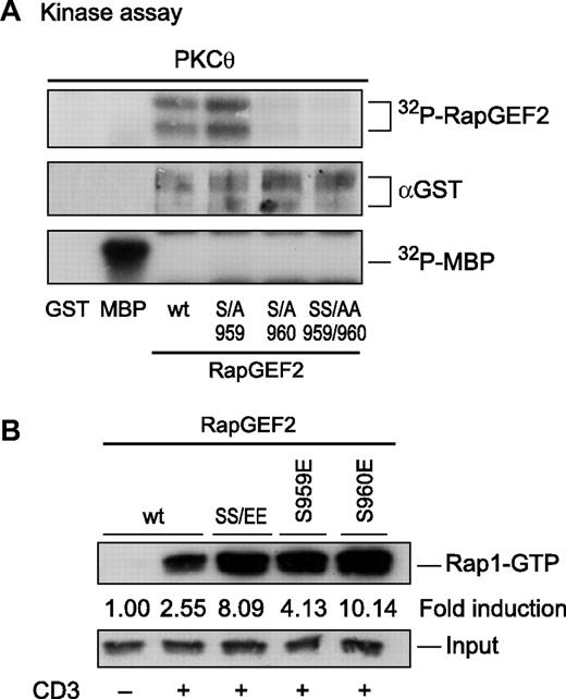 Figure 5. Ser960 on RapGEF2 is selectively phosphorylated by PKC-θ. (A) Recombinant RapGEF2 wt and neutral exchange SS959/960AA, S959A, and S960A mutant proteins were incubated with γ32P-ATP as indicated. The reaction was stopped, and 32Pi incorporation was analyzed by SDS-PAGE and autoradiography (top panel). Equal loading of RapGEF2 GST fusion proteins was validated by immunoblotting (middle panel). The enzymatic activity of PKC-θ was controlled in an MBP substrate phosphorylation reaction (bottom panel). Experiments were repeated at least 3 times, with similar results. (B) To analyze the effects of RapGEF2 phosphorylation at Ser960 on Rap1 GTP loading, Jurkat T cells were transiently transfected with RapGEF2 wt or SS959/960EE, S959E, or S960E mutant cDNA expression vectors or with GFP control, as indicated. CD3-induced Rap1 activation, as determined by GTP loading, was enhanced in the SS959/960EE as well as in the S960E mutant RapGEF2-expressing cells. Equal expression levels of the transfected wt and mutant RapGEF2 were confirmed by immunoblotting (not shown). Results shown are representative results of 3 experiments with similar outcomes.