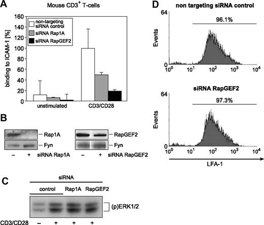 Figure 6. RapGEF2 siRNA-mediated gene ablation reduces adhesion responses. (A) Effects of Rap1A and RapGEF2 knockdown (via synthetic siRNA transfections) on the CD3/CD28-induced LFA-1 activation of primary CD3+ T cells. Results shown are the mean plus or minus SE. (B) The modulation of LFA-1 avidity by Rap1A knockdown was correlated with the siRNA-mediated down-regulation of Rap1A and RapGEF2 proteins, respectively. Vertical lines have been inserted to indicate a repositioned gel lane. (C) As controls, CD3 ligation-induced MAPK activation and (D) LFA-1 surface expression on siRNA-transfected CD3+ T cells remained intact. Experiments were repeated at least 3 times, with similar results.