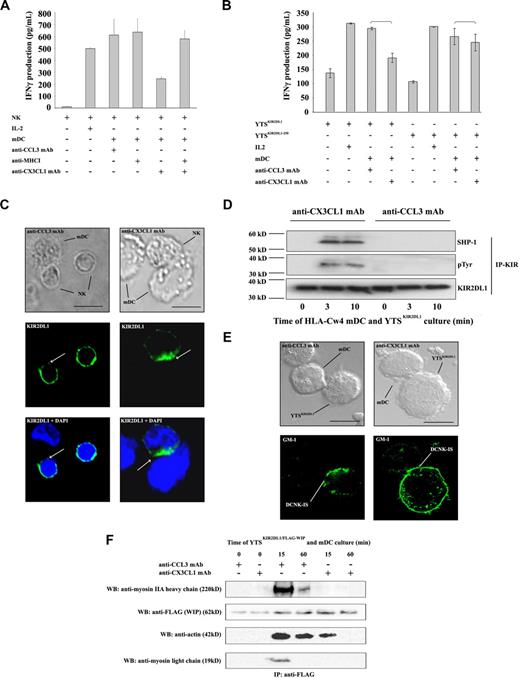 Figure 2. CX3CR1 signaling inhibits HLA-C–induced KIR phosphorylation and regulates DCNK-IS organization. (A) Autologous resting NK cells were exposed to mDCs (10:1 ratio) in the absence or presence of the indicated mAbs, during 24 hours. Anti-MHC class I mAb does not influence IFN-γ production in mDC and NK culture. In contrast, anti-MHC class I mAb prevents the effects of CX3CL1 neutralization. (B) HLA-Cw4 mDCs were cocultured for 24 hours in 96-well plates with the KIR-negative NK cell line YTS stably transfected with KIR2DL1 (YTSKIR2DL1) or with KIR2DL1(1-250) lacking the KIR intracytoplasmic domain (YTSKIR2DL1(1-250)). The levels of IFN-γ released in coculture supernatants were measured by ELISA. Data represent means of triplicates plus or minus SE. Five independent experiments were performed with similar results. (C) KIR2DL1 distribution in HLA-Cw4 mDC/autologous NK cocultures was studied by confocal imaging. HLA-Cw4 mDCs were admixed with autologous resting NK cells, spread onto a lysine-coated slide, and cultured 25 minutes at 37°C. After fixation, cells were permeabilized and stained with anti-KIR2DL1 mAb. Normaski (left panel) and fluorescence (right panel) images are shown. Fifty mDCs forming tight conjugates with KIR2DL1-expressing autologous NK cells were analyzed in each condition. (D) YTSKIR2DL1 were incubated with mDCs (ratio 2:1) during 0, 3, and 10 minutes at 37°C and immunoprecipitated with protein G beads coated with anti-KIR2DL1 mAb (T-20 clone; Santa Cruz). The immunoprecipitate was immunoblotted with anti-SHP-1 mAb (top panel), anti-phosphotyrosine mAb (middle panel), and with anti-KIR2DL1 mAb (clone 2F9, Abcam; bottom panel). (E) Lipid rafts containing ganglioside GM1 were stained using FITC-labeled cholera toxin and analyzed by confocal microscopy. Lipid rafts became clustered at the HLA-Cw4 mDC and YTSKIR2DL1 cell interface after conjugate formation. CX3CL1 neutralization prevented lipid raft clustering at the DCNK-IS. Representative pictures of 3 independent experiments are reported. Scale bar, 10 μm. (F) YTSKIR2DL1/WIP-FLAG were mixed with HLA-Cw4 mDCs for the indicated times at 37°C. Cell lysates were immunoprecipitated with anti-FLAG mAb. The formation of a multiprotein complex with or without CX3CL1 mAb blocking was studied as described.20 Immunoprecipitated proteins were visualized using anti-FLAG, anti-myosin IIA, and anti-actin.