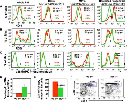 Figure 1. Differential expression profiles of HO-1 during different stages of hematopoietic development and changes in levels of intracellular ROS, p38MAPK phosphorylation, and p21 expression in HO-1–deficient mice under steady-state conditions. Representative FACS plots of the levels of intracellular HO-1 protein (A), ROS (B), and p38MAPK phosphorylation (C) in whole BM, HSCs, MPPs, and restricted progenitors. BM cells from HO-1+/+ and HO-1+/− mice (n = 6 for each group) were harvested and stained with antibodies for phenotypically defined HSC (CD150+CD48−CD244−), MPP (CD244+CD48−CD150−), and more restricted progenitor (CD48+CD244+CD150−) populations. To assess intracellular ROS levels, stained cells were incubated with DCF, a fluorescent dye for detection of intracellular ROS. For measurement of intracellular HO-1 protein, and p38MAPK phosphorylation, stained cells were fixed, permeabilized, and then stained with antibodies against HO-1, and phosphorylated p38MAPK, respectively. The broken line in the first panel of Figure 1A is the isotope control with FITC-conjugated anti–mouse IgG antibody. Values are the mean percentages indicating the gated proportion of cells. Please note that some of the histograms were skewed to the left due to the number of events on the y-axis. p21 expression was assessed by real-time PCR in HO-1–deficient cells. KTLS HSCs or Lin− BM cells were isolated from HO-1+/− or HO-1+/+ mice at steady state, total RNA was prepared from these cells for p21 mRNA quantitation using real-time PCR. p21 mRNA levels were accumulated in purified KTLS HSCs (displayed is an average fold change of four experiments) (D) but decreased in HO-1+/− Lin− BM cells (mean ± SD, n = 4) (E). The frequency of KTLS HSCs was analyzed from nucleated BM cells and are displayed as the mean (n = 3) (F).