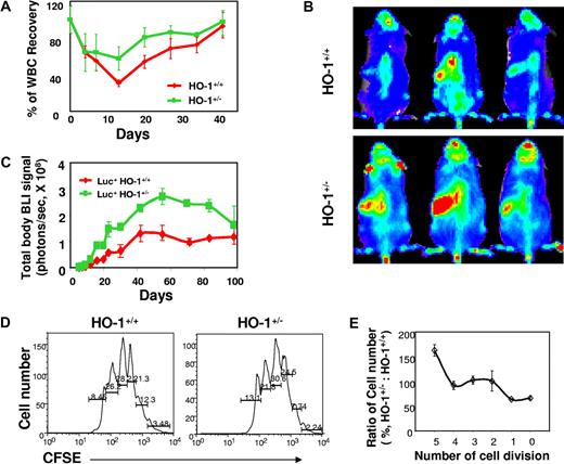 Figure 2. Accelerated hematopoietic recovery in HO-1+/− mice treated with 5-FU and reconstitution in recipients of large numbers of HO-1+/− BM cells. (A) Leukocyte counts of HO-1+/− mice after myelotoxic injury. HO-1+/− or HO-1+/+ mice (n = 10) were treated with a single dose of 5-FU (150 mg/kg intraperitoneally), and leukocyte counts in the peripheral blood were performed at different time points after treatment and are shown as a mean (± SD) percentage of normal leukocyte count. (B,C) Hematopoietic engraftment from HO-1–deficient BM cells in lethally irradiated recipients. BM cells (5 × 106) from luc+HO-1+/− or luc+HO-1+/+ mice were transferred into lethally irradiated recipients (n = 4) and hematopoietic engraftment was monitored by BLI. Representative BLI images of the recipients of luc+HO-1+/− or luc+HO-1+/+ cells at day 18 are displayed at the same scale (B). Time course of hematopoietic reconstitution, as measured by whole-body bioluminescent intensity (mean ± SD, photons/s) over time (C). (D) Representative FACS plots and (E) relative trend of CFSE+Lin−Sca-1+ cell distribution versus number of cell division in vivo. Nucleated BM cells (1 × 107) from either HO-1+/− or HO-1+/+ mice were labeled by CFSE (1 μM) and transferred into lethally irradiated recipients. Cells recovered from the BM of the recipients 48 hours after transfer were pooled (3 mice/group) and costained by antibodies against lineage markers and Sca-1. The number of cell divisions and cell distribution were analyzed by CFSE intensity after gating for the Lin−Sca-1+ population. Values are absolute (D) or relative (E) mean percentages (n = 4) of cells undergoing different numbers of cell divisions from 2 different experiments.