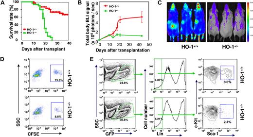 Figure 3. Ineffectiveness of primitive HO-1+/− cells in radioprotection of lethally irradiated recipients and in preservation of their adoptive reserve. (A) Kaplan-Meier plots showing a defect of HO-1+/− BM cells in providing radioprotection. BM cells (2 × 105) from either HO-1+/− or HO-1+/+ mice were transferred into lethally irradiated recipients (n = 30) and survival rates were compared. (B,C) Assessment of short-term hematopoiesis from limited number of HO-1+/− BM cells. BM (2 × 105) cells from either luc+HO-1+/− or luc+HO-1+/+ mice were transferred together with 2 × 106 unlabeled BM cells into lethally irradiated recipients and overall hematopoiesis was visualized over time by BLI. (B) Representative BLI images of the recipients at day 22 displayed at the same scale. (C) Kinetics of hematopoietic reconstitution from luc+ BM cells. (D,E) Frequency of HO-1+/− Lin−Sca-1 + and LSK populations in hematopoietic cells recovered from recipients of 107 nucleated BM cells from either HO-1+/− or HO-1+/+ mice. CFSE-labeled nucleated BM cells were transferred into lethally irradiated recipients. Forty-eight hours after transfer, cells were recovered from BM of the recipients, pooled (3 mice/group), and costained by antibodies to lineage markers and Sca-1. The frequency of CFSE+ Lin− Sca-1+ cells was analyzed between groups. Values are means of 2 experiments (D). In related experiments, a decreased frequency of the LSK population in hematopoietic tissues of recipients was observed. Because the levels of c-Kit expression are lower after transplantation and return to normal by approximately 2 weeks21 (A.J.W., unpublished observations), it enabled us to analyze LSK population in cells recovered from recipients. BM cells (2 × 106) from GFP+HO-1+/− or GFP+HO-1+/+ mice were transplanted into lethally irradiated recipients (n = 3) and donor-derived cells were then recovered for assessment of either donor-derived (GFP+) LSK population at day 20 after transfer (E).
