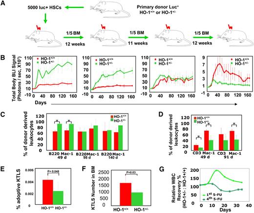 Figure 4. Accelerated exhaustion of HO-1+/− HSCs provoked by stress of serial transplantation or repeated myelotoxic injuries in HO-1 deficiency. (A) Experimental design. Five thousand HSCs from luc+HO-1+/− or luc+HO-1+/+ mice were transferred into lethally irradiated primary recipients. Twelve weeks later, one-fifth of the BM recovered from these recipients was transplanted into secondary recipients, and so on, for a total of 4 transplantations. (B) Time course of hematopoietic reconstitution of serially transplanted recipients was measured by BLI. Values are shown as mean (± SD) whole-body BLI intensities (n = 10 for each group). (C,D) Time course of hematopoietic reconstitution from serially transplanted GFP+HO-1+/− or HO-1+/+ BM cells. Hematopoietic contribution from 2 × 106 BM cells to peripheral myeloid (Mac-1+) and lymphoid (CD3+ or B220+) subsets was analyzed by flow cytometry at days 49 (n = 6, P < .017), 98 (n = 5, P > .22), and 140 (n = 5, P > .35) in the primary recipients (C) and at days 49 (n = 5, P = .028) and 91 (n = 8, P = .0005) in the secondary recipients (D). (E) The adoptive (GFP+) HO-1+/− KTLS HSC compartment assessed at 12 weeks after secondary transplantation. Values displayed are mean (± SD) of 4 samples and P value is one-tailed. (F,G) Repeated myelotoxic injuries and accelerated exhaustion of HO-1+/− HSCs. HO-1+/− or HO-1+/+ mice were treated with doses of 5-FU (150 mg/kg, intraperitoneally) at weeks 1, 2, and 5, respectively. The frequency of KTLS HSC population in nucleated BM cells was analyzed at week 18, and mean (± SD); (n = 4) of KTLS numbers in Lin−Thy1.1lo cells is displayed. P value is 1-tailed (F). In a separate experiment, mice were injected a fourth dose of 5-FU, followed by leukocyte counts in peripheral blood, and their relative WBC counts were compared with that of mice receiving a single dose of 5-FU. Values are mean (± SD) WBC count of HO-1+/− mice relative to that of HO-1+/+ after 4th dose (n = 6) of 5-FU versus that of 1st dose (n = 4) (G).