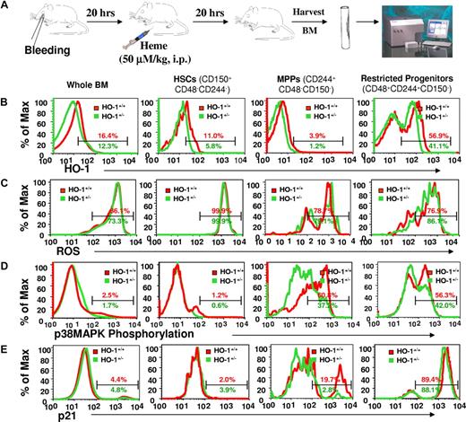 Figure 5. Differential p38MAPK phosphorylation and p21 induction upon acute stress in HO-1+/− HSCs and HPCs. (A) Mice were bled retro-orbitally to cause an approximately 10% blood loss, followed by heme challenge (50 μmol/kg, intraperiotoneally) to mimic a hemolysis. BM cells were prepared for immunostaining using antibodies against SLAM family members (CD150, CD48, and CD244) for measurement of levels of intracellular HO-1 protein (B) and ROS (C), phosphorylated p38MAPK (D), and p21 induction (E) within HSCs (CD150+CD48−CD244−), MPPs (CD244+CD48−CD150−), and more restricted progenitors (CD48+CD244+CD150−). Values are the mean percentages indicating the gated proportion of cells. Please note that some of the histograms were skewed to the left because of the number of events on the y-axis.