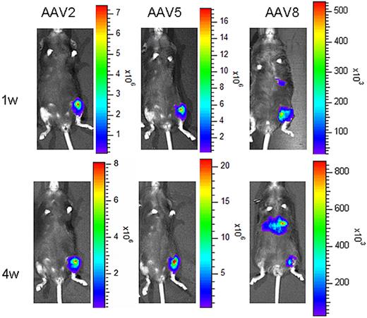 Figure 2. Comparison of localization of gene expression to joint using different serotypes of AAV: in vivo bioluminescence imaging. Wild-type mice received AAV. Luciferase vector packaged in capsid from serotypes AAV2, AAV5, and AAV8 at the dose of 8 × 108 vg/animal by IA injection to the left hind limb knee joint. Bioluminescence imaging with a CCD camera (IVIS, Xenogen) was initiated and recorded exactly 15 minutes after injection of D-luciferin, the substrate of luciferase. After acquiring a grayscale photograph, a bioluminescent image was captured with adjusted exposure time, binning (resolution) factor, 1/f stop and open filter to acquire maximum signal while avoiding a saturating image. (Top panel) One week after vector delivery. (Bottom panel) Four weeks after vector delivery.