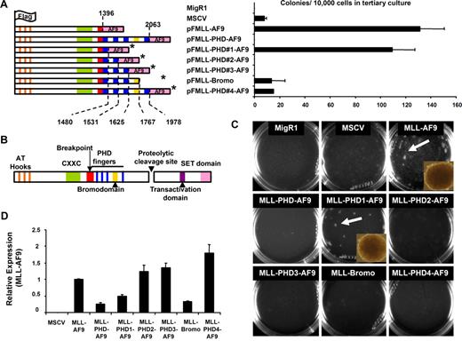 Figure 1. The PHD fingers of MLL inhibit MLL-AF9 mediated transformation of mouse bone marrow. (A) MLL-AF9 and MLL-PHD-AF9 fusion constructs were engineered into the MSCV retroviral vector and transduced into mouse bone marrow. The final amino acid number of MLL in each construct is indicated with a dotted line. *indicates the absence of amino acids 1407 to 1432. Domains are colored-coded according to panel B. Bar graph indicates numbers of colonies per 10 000 cells plated in tertiary colony assays of transduced cells. Error bars indicate SD from duplicate experiments. (B) Schematic representation of wild-type MLL with color-coded domain structure. (C) Colony assays are shown after tertiary plating. Dense colonies were visible after tertiary plating only in MLL-AF9 and MLL-PHD#1-AF9–transduced cells. Representative dense transformed colonies are shown in insets. Micrographs were obtained using Olympus IX50 microscope, 10×/0.30 UPlanF1 Ph1 objective lens, Olympus DP70 camera, Olympus DP70 acquisition software, and Olympus DP contoller software (all Olympus, Center Valley, PA). (D) Real-time PCR detected expression of MLL-AF9 fusion constructs from cDNA generated from cells collected after the first round of colony assays. Expression is shown relative to MLL-AF9. Error bars indicate SD of experiments performed in triplicate.