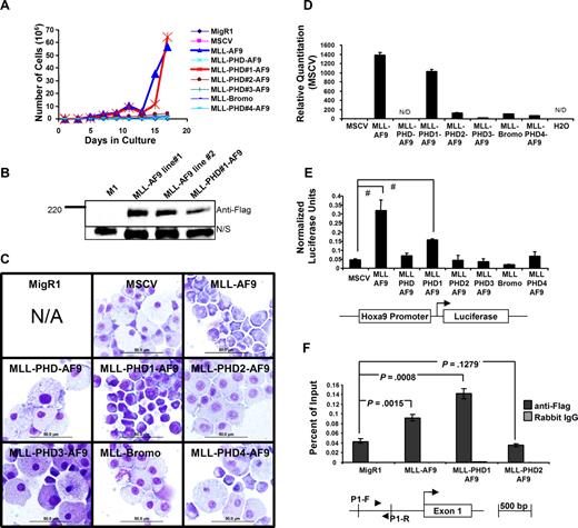 Figure 2. Inclusion of the PHD fingers in MLL-AF9 leads to hematopoietic cell differentiation and reduced Hoxa9 expression. (A) Transduced mouse bone marrow was grown in liquid culture under G418 selection and in the presence of SCF and IL-3. A significant growth advantage was observed in MLL-AF9 and MLL-PHD#1-AF9–transduced cells. (B) MLL-AF9 and MLL-PHD#1-AF9 fusion proteins were detected by Western blot in cell lines generated from transduced bone marrow. N/S indicates Nonspecific band serving as loading control. (C) Morphology of transduced bone marrow was examined by Wright-Giemsa staining. Inclusion of 2 or more PHD fingers induced a more differentiated phenotype. Scale bars = 50 μm. N/A indicates not applicable. Micrographs were obtained using Olympus BX51 microscope, 100×/1.40 PLAN APO oil immersion objective lens, Olympus DP70 camera, Olympus DP70 acquisition software, and Olympus DP controller software. (D) Hoxa9 expression was examined using real-time PCR and cDNA from cells collected after the first round of colony assays. Significant suppression of Hoxa9 is detected after transduction with fusion constructs containing 2 of more PHD fingers. Error bars indicate SD from experiment performed in triplicate. N/D indicates not detected. (E) Luciferase assay showing significant transactivation by MLL-AF9 and MLL-PHD1-AF9. Assays were performed in transiently transfected 293 cells in serum starved growth conditions. A schematic of the Hoxa9-luciferase reporter used in the assay is shown. One of 3 representative experiments is shown. #P < .001 determined using Student t test. (F) Chromatin immunoprecipitation assay was performed in transiently transfected 293 cells. Immunoprecipitations were performed with Flag antibodies or normal rabbit IgG. Binding was detected by real-time PCR with the P1 primer set (▶, ◀) amplifying the promoter of HOXA9. Statistical significance was determined using Student t test. One of 3 representative experiments is shown. Similar results were obtained using a separate primer set amplifying the HOXA9 promoter.