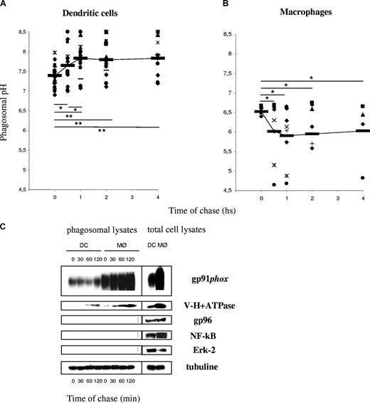 Figure 1. Phagosomal pH increases in human DCs, in contrast to human MØs, after latex bead phagocytosis. (A) DC phagosomal pH kinetics after a 15-minute phagocytosis pulse and the indicated time points of chase. (B) MØ phagosomal pH kinetics after a 15-minute phagocytosis pulse and the indicated time points of chase. Each dot represents a different blood donor. Slashes show average pH. Statistics were performed using the nonparametric Wilcoxon test for paired data. *P < .05; **P < .01. (C) Phagosomal membrane expression of gp91phox and V-H+-ATPase assessed by Western blot in human DCs and MØs, after different time points of chase following magnetic bead phagocytosis and phagosome isolation. Purity of the fractions was assessed by evaluating the expression of gp96, Erk-2, and NF-κB.