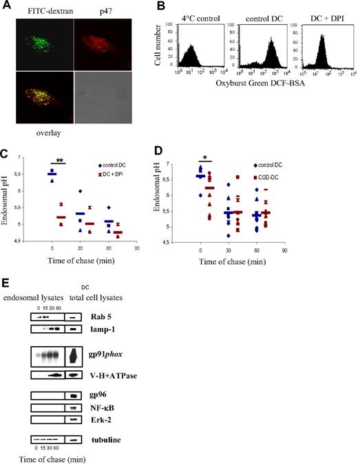 Figure 5. Endosomal pH decreases in normal and CGD-DCs after dextran endocytosis. (A) Colocalization of FITC-dextran (green) and p47 (red) on endosomes of DCs, after a 10-minute endocytic pulse, as detected using confocal microscopy. (B) Endosomal ROS production measured by FACS. Control and DPI-treated DCs were pulsed with Oxyburst Green H2DCF coupled to BSA. Oxidation of the conjugate by endosomal ROS was detected by FACS. (C) DC endosomal pH kinetics after a 10-minute endocytosis pulse and the indicated time points of chase in the presence or absence of 10 μM DPI. The average and SD of 3 independent experiments are shown. Statistics were performed using the nonparametric Wilcoxon test for impaired data. **P < .01. (D) Control DC (blue) and CGD-DC (red) endosomal pH kinetics after a 10-minute endocytosis pulse and the indicated time points of chase. Statistics were performed using the nonparametric Wilcoxon test for paired data. *P < .05. (E) Endosomal membrane expression of Rab 5, lamp-1, gp91phox, and V-H+-ATPase after different time points of chase at 37°C following a 30-minute endocytic pulse at 4°C, as described in “Methods.” Purity of the fractions was assessed by evaluating the expression of gp96, Erk-2, and NF-κB.