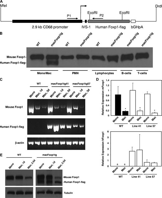 Figure 1. Generation of macFoxp1tg mice and expression of human FOXP1-flag transgene. (A) Construct used for pronuclear injection of C57 oocytes. Restriction enzymes used to release the CD68-FOXP1-flag sequence from the plasmid are indicated. (B) Murine (90 kDa) and human (85 kDa) FOXP1 expression was examined in bone marrow–derived monocytes/macrophages (Mono/Mac), neutrophils (PMN), and lymphocytes isolated from line 41 macFOXP1tg mice. B- and T-cell lymphocyte subpopulations were isolated by flow sorting of splenocytes. Cells were lysed with SDS-PAGE reduced sample buffer, then immunoblotted with an affinity purified anti-FOXP1 polyclonal antibody.12 Mouse Foxp1 and human FOXP1-flag expression during monocyte differentiation. Semiquantitative PCR (C) and corresponding quantitative PCR (D) of mouse Foxp1 and human FOXP1-flag from RNA isolated for peripheral blood monocytes (Mono) and thioglyoclate-elicited macrophages (Mac) isolated at day 3 from wild-type and line 41 and line 57 macFoxp1tg mice. Mean relative expression plus or minus SD; n = 2-3 separate experiments; *P < .04 (P value represents comparison of day 3 macrophage versus monocyte for each group). (E) Murine and human Foxp1 protein expression was examined in bone marrow–derived blood monocytes and thioglycolate-elicited macrophages isolated from macFoxp1tg41 mice at 1 day and 2.5 days. Cells were lysed with SDS-PAGE reduced sample buffer and then immunoblotted sequentially with antiFoxp1 and antitubulin antibodies.