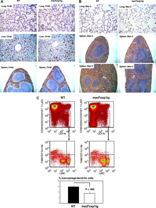 Figure 2. Tissue macrophage content in wild-type and macFoxp1tg mice was assessed using immunostaining and 4-color flow cytometry. Photomicrographs of lung (original magnification 40×/0.65), liver (×40), and spleen (10×/0.25) stained with the macrophage-specific antibodies F4/80 (A) and Mac-3 (B). (C) Four-color flow cytometry was performed to evaluate leukocyte subpopulations within the spleen. Splenic monocytes/macrophages (CD11bhiCD90midB220midCD49bmidNK1.1midLy6Gmid cells) were divided into F4/80hi CD11chiI-Abhi macrophages/dendritic cells and F4/80lo CD11cloI-Ab1o monocytes. Representative flow cytometry and percentage gate quantification of F4/80hi CD11chiI-Abhi macrophage/dendritic cells (mean ± SD; n = 3 spleens per genotype).
