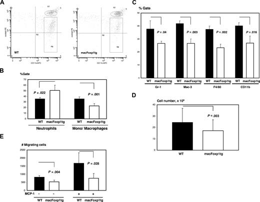 Figure 4. Diminished ability of macFoxp1tg mice to mount an acute inflammatory response after chemical peritonitis. (A) Representative flow cytometry of peritoneal leukocytes. Thioglycolate was injected intraperitoneally, and leukocytes were harvested at 24 hours and stained by 2-color flow cytometry to distinguish neutrophil and monocyte/macrophage populations, as described in Document S1, “Flow cytometry.” CD11bhiLy6GhiCD49hiCD90hiB220hiNK1.1hi cells are designated as neutrophils (oval) and CD11bhiLy6GmidCD49midCD90midB220midNK1.1mid cells as monocytes/macrophages (rectangular box). (B) Neutrophil and monocyte/macrophage gates were quantified as mean plus or minus SD from peritoneal lavage obtained from 5 mice per genotype. (C) Double staining of peritoneal cells with MOMA-2 and either Gr-1, Mac-3, F4/80, or CD11b. Data represent percentage of gate (mean ± SD) from cells isolated from 3 mice per genotype. (D) Peritoneal lavage cell number (mean ± SD) in wild-type and macFoxp1tg mice 72 hours after intraperitoneal thioglycoate injection. (E) In vitro transmigration assay. Peripheral blood monocytes were harvested 6 hours after intraperitoneal injection of thioglycolate and incubated in Transwell inserts in presence or absence of murine MCP-1. Number of cells per well passing to the bottom chamber was counted (mean ± SD, n = 4-5 per genotype).
