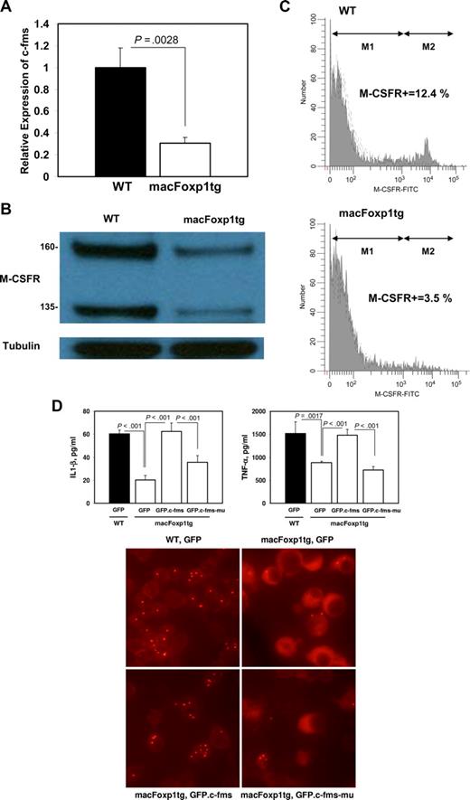 Figure 6. c-Fms/M-CSFR expression in macFoxp1tg peripheral blood monocytes. (A) The level of expression of c-fms was assessed by quantitative PCR using RNA harvested from wild-type and macFoxp1tg blood monocytes. Expression levels were normalized to β-actin and expressed relative to wild-type. (B) Expression of M-CSFR protein in wild-type and macFoxp1tg monocytes was investigated by Western blot analysis of cellular lysates immunoblotted sequentially with anti–M-CSFR and anti-tubulin antibodies. (C) Surface expression of M-CSFR was also investigated by flow cytometry using 2-color staining for monocytes (PE-conjugated MOMA-2) and M-CSFR using FITC enzymatic amplification staining (EAS), as described in Document S1, “Flow cytometry.” Representative flow cytometry for M-CSFR expression on MOMA-2–positive cells isolated from wild-type (WT) and macFoxp1tg mice. M-CSFR–positive cells were quantified by determining percentage gate of the M2 population defined by staining with an isotype-matched control antibody. (D) Overexpression of c-Fms reverses the cytokine production and phagocytosis defects in macFoxptg cells. LPS-stimulated IL-1β and TNF-α production in wild-type and macFoxp1tg bone marrow–dervied monocytes/macrophages retrovirally infected with GFP, GFP.c-Fms, or GFP.kinase-deficient c-Fms (GFP.c-Fms-mu). Values represent mean plus or minus SD (n = 3-5). Phagocytosis was assessed by culturing GFP-expressing cells in the presence of Alexa-conjugated S aureus bioparticles. Cells were viewed for internalization of the particles by fluorescence microscopy after quenching extracellular fluorescence with trypan blue (digital magnification 40×/0.55).